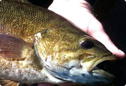 Fish being held in water